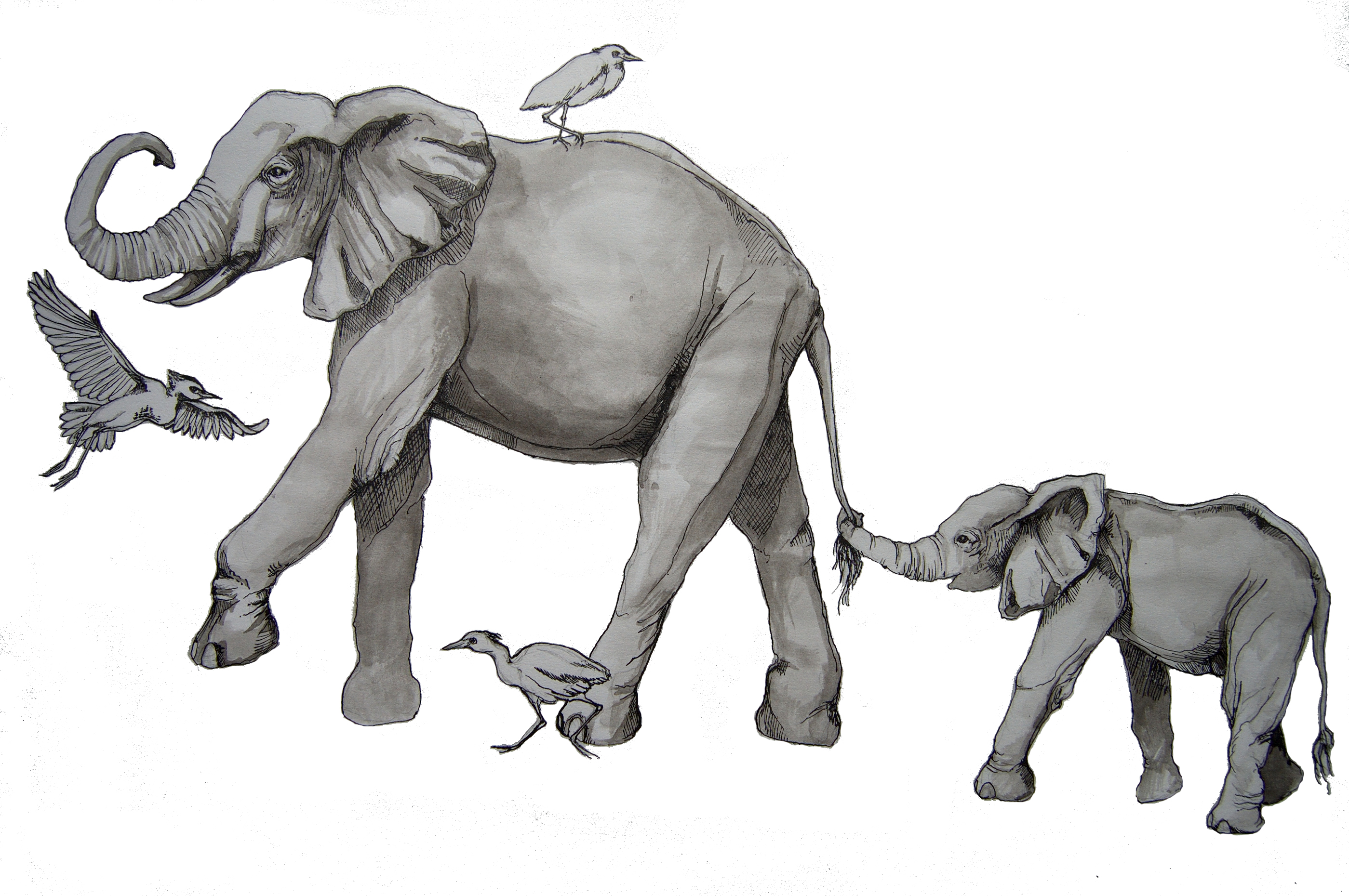 elephant drawings